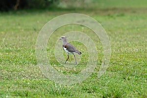 Tero o Vanellus chilensis in the Parque Zoologico Lecoq in the capital of Montevideo in Uruguay photo