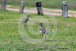 Tero o Vanellus chilensis in the Parque Zoologico Lecoq in the capital of Montevideo in Uruguay