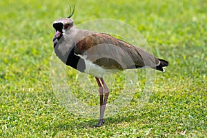 Tero (Uruguay's National Bird)