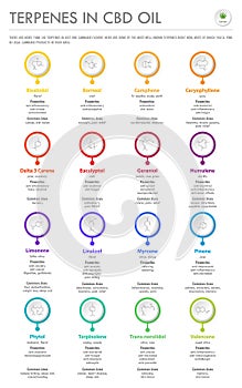 Terpenes in CBD Oil with Structural Formulas vertical business infographic photo