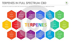 Terpenes in Full Spectrum CBD with Structural Formulas horizontal business infographic