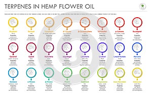 Terpenes in Hemp Flower Oil with Structural Formulas horizontal business infographic