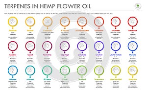 Terpenes in Hemp Flower Oil with Structural Formulas horizontal business infographic photo