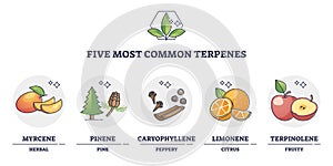 Terpenes types for essential oils and aromatic nature flavors outline diagram