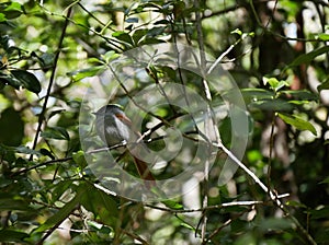 Terpsiphone bourbonnensis or Mascarene Paradise Flycatcher in the forest in Cilaos photo