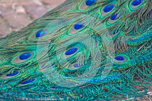 Terquoise Peacock feathers