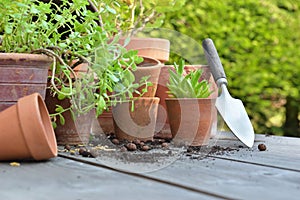 flower pots with plants and shovel on a table in garden