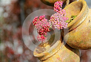 Terra cotta pots and flowers