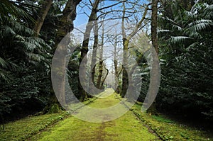 Terra Nostra,  beautiful park in Furnas