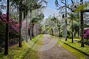 Terra Nostra,  beautiful park in Furnas