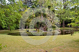 Terra Nostra botanical garden at Furnas, Azores, Portugal