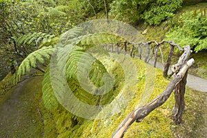 Terra Nostra Botanical Garden in Furnas, Sao Miguel Island