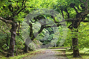 Terra Nostra Botanical Garden in Furnas, Sao Miguel Island, Portugal