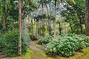 Terra Nostra Botanical Garden in Furnas, Sao Miguel Island, Portugal