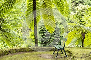 Terra Nostra Botanical Garden With Royal Ferns