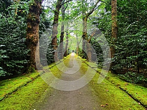 The Terra Nostra Garden - SÃ£o Miguel - AÃ§ores - Portugal photo