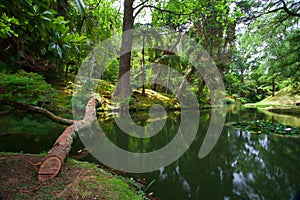 The Terra Nostra Garden on Sao Miguel island, Azores.