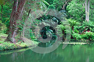 The Terra Nostra Garden on Sao Miguel island, Azores.