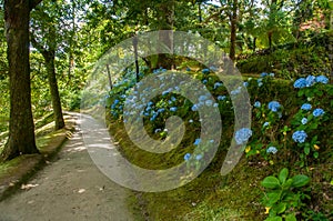 Terra Nostra Park in the Azores is a large botanical garden with a huge variety of plants and trees and with lakes, streams and a