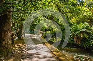 Terra Nostra Park in the Azores is a large botanical garden with a huge variety of plants and trees and with lakes, streams and a