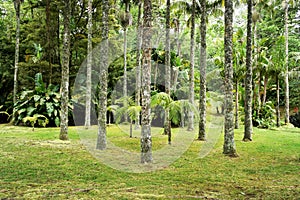 Terra Nostra Park, Sao Miguel island, Portugal