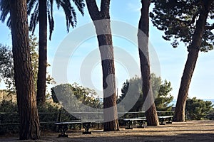 Terrace with benches and maritime pines in a park by the seaside at sunset