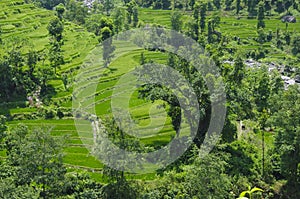 Terrace Cultivation photo