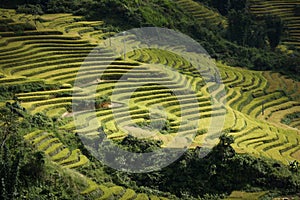 Terrace field rice on the harvest season