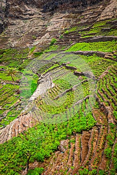 Terrace fields in Santo Antao island, Cape Verde