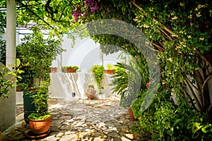 Terrace with full of plants and on greek island Corfu, Greece