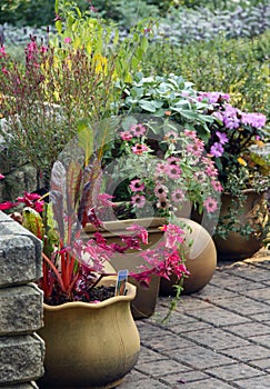 Terrace garden with pot plants