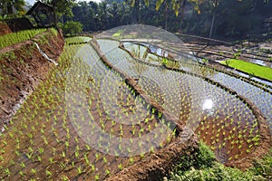 Terrace Green Paddy Fields, Portent of Good Harvest and Plant Management