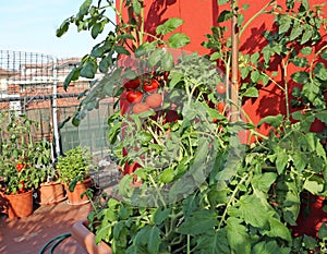 Terrace of a house with vegetable garden