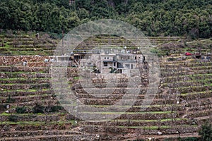 Terrace orchards in Lebanon