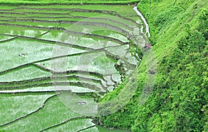 Terrace Paddy field