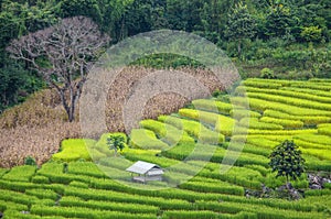 Terrace rice farm in Thailand