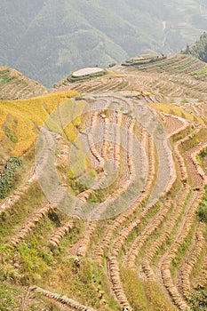 Terrace rice field
