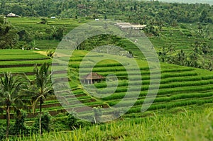 Terrace rice field, Bali, Indonesia