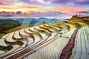 Terrace rice field of Ban pa bong piang in Chiangmai. photo