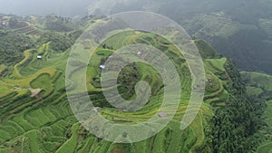 Terrace rice field in China