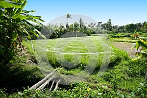 Terrace rice fields, Bali, Indonesi