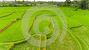 Terrace rice fields. Bali Indonesia.