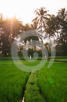 terrace rice fields, Bali, Indonesia