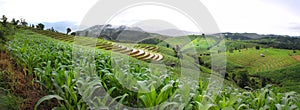 Terrace rice fields in Chiangmai Thailand.