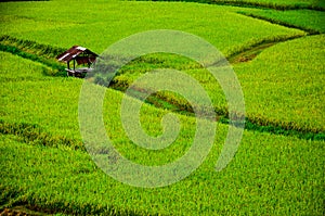 Terrace rice fields and cottage in Pua District, Nan Province, Thailand.