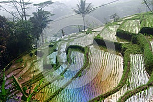 Terrace rice fields on Java, Indonesia