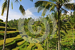 Terrace rice fields in the morning, Ubud, Bali