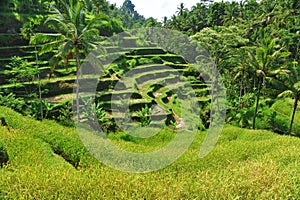 Terrace rice fields in the morning, Ubud, Bali