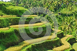 Terrace rice fields in the morning, Ubud, Bali photo