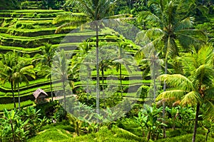 Terrace rice fields in Ubud, Bali, Indonesia.